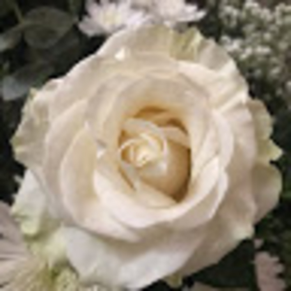 Meet your Posher, Celeste